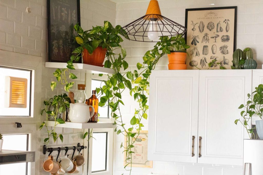 10 houseplants that will thrive in your kitchen 5079926 hero 02 90673ff3073d41c7aa495e8a4ecffc0f