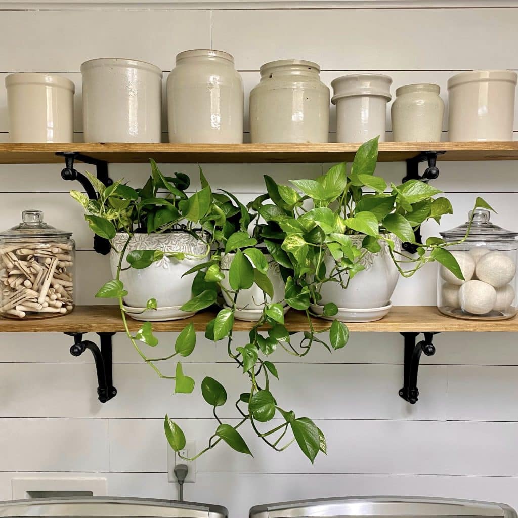 Pothos on Shelf scaled 1