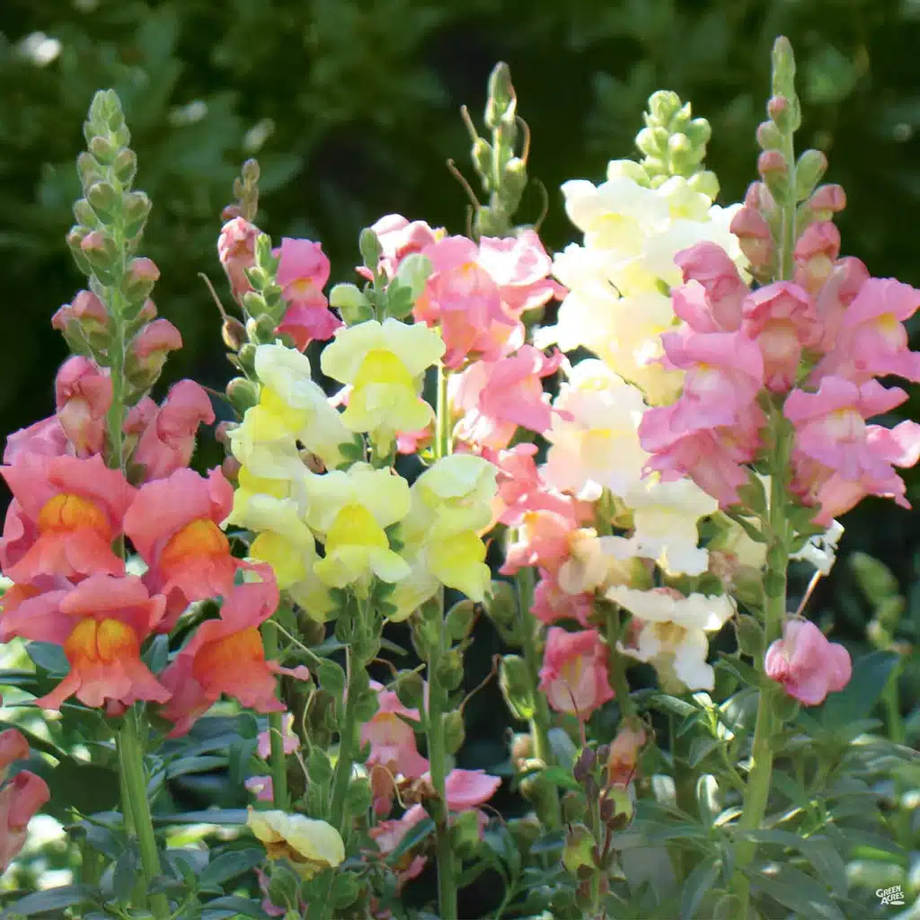 Snapdragons2 415c1ddb 1bdc 4ac1 b8d7