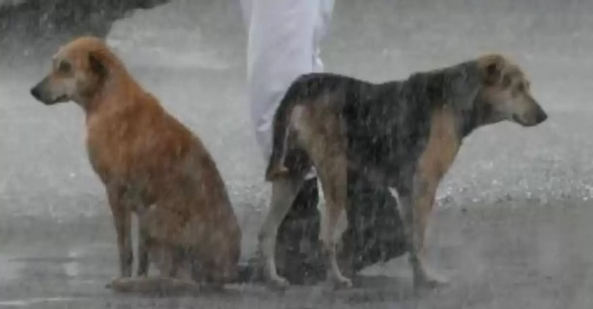 During a Heavy Rainstorm, a Cop Shares His Umbrella With Stray Dogs.