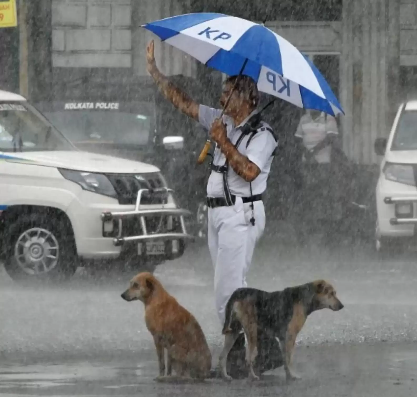 During a Heavy Rainstorm, a Cop Shares His Umbrella With Stray Dogs.