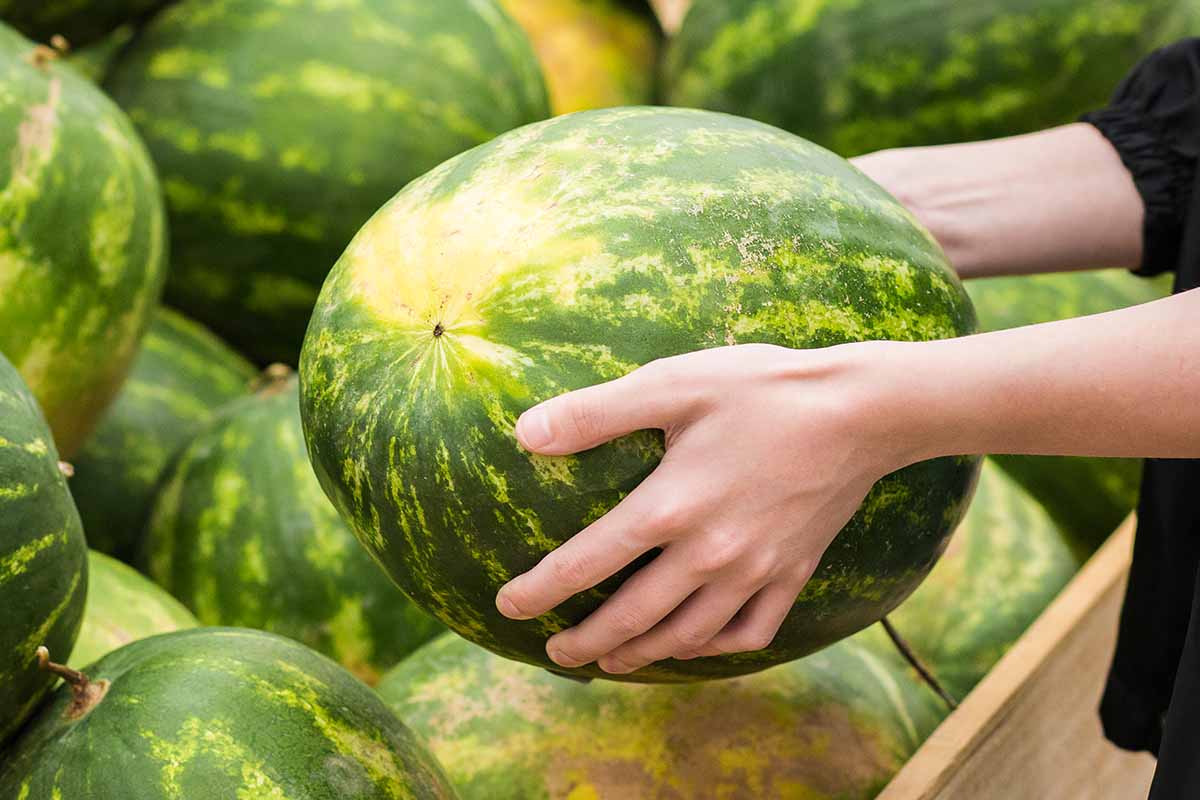 Mastering the Art of Picking the Perfect Watermelon