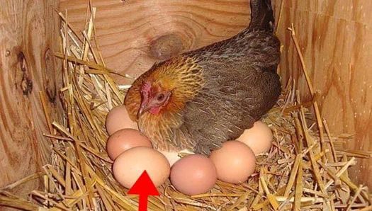 Farmer Finds Giant Egg But What Was Inside Was Even More Puzzling