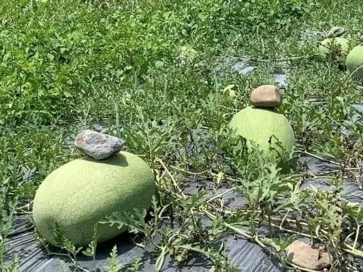 Why Do People Have To Put A Stone On Top Of A Watermelon?