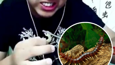 Influencer Reportedly Died While Live Streaming Himself Eating Poisonous Centipedes