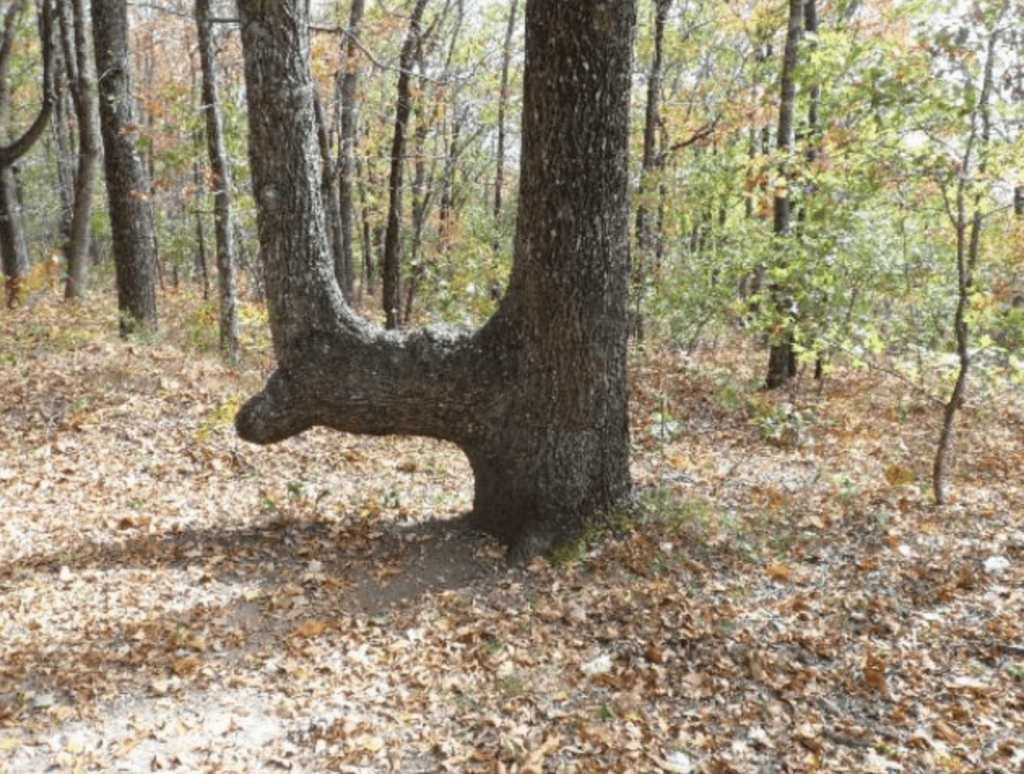 The Fascinating Tale of the Bent Trees That Guided Indigenous People2