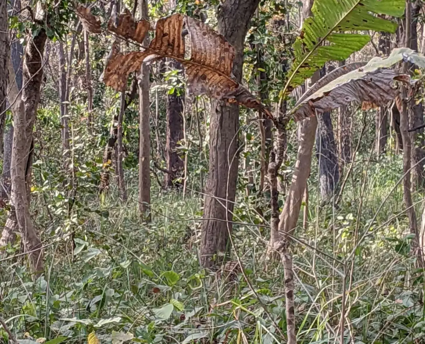 You Have A High Iq If You Can Spot The Hidden Tiger In This Jungle Photo In Just 15 Seconds33