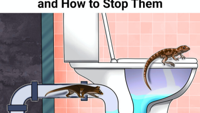 5 Creatures That Can Crawl In Through Your Toilet and How to Stop Them