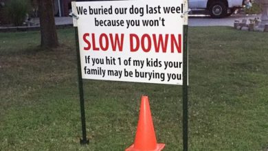 After Dog Is Hit And Killed By Car Familys Brutal Sign Has The Whole Neighborhood Talking