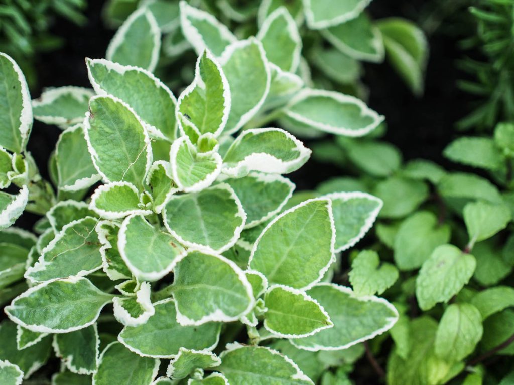 IndianBorage JacChua 1 1024x768 1