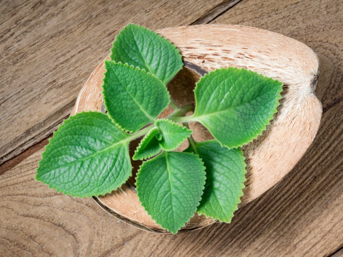 indianborage