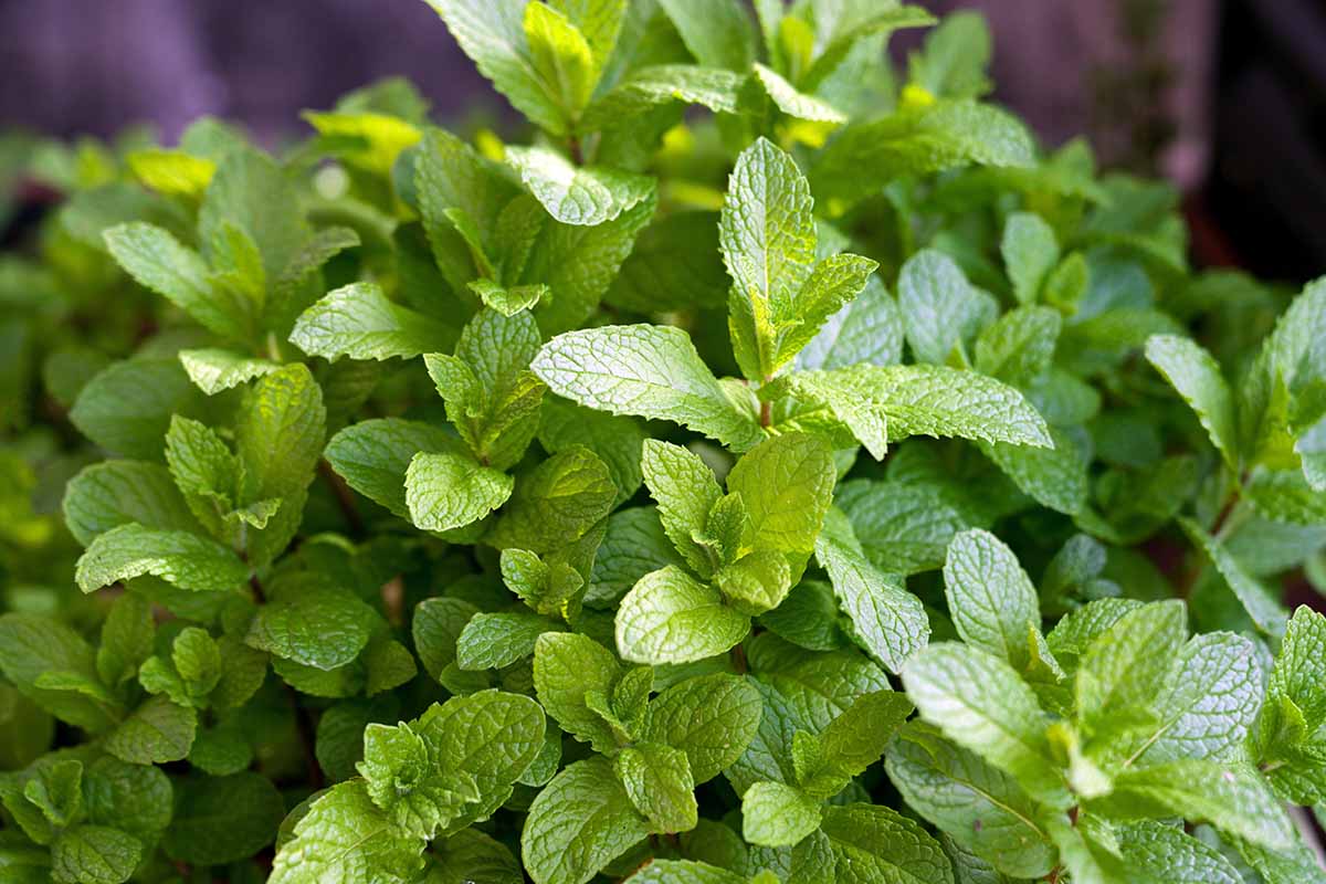 Best Mint Varieties Feature