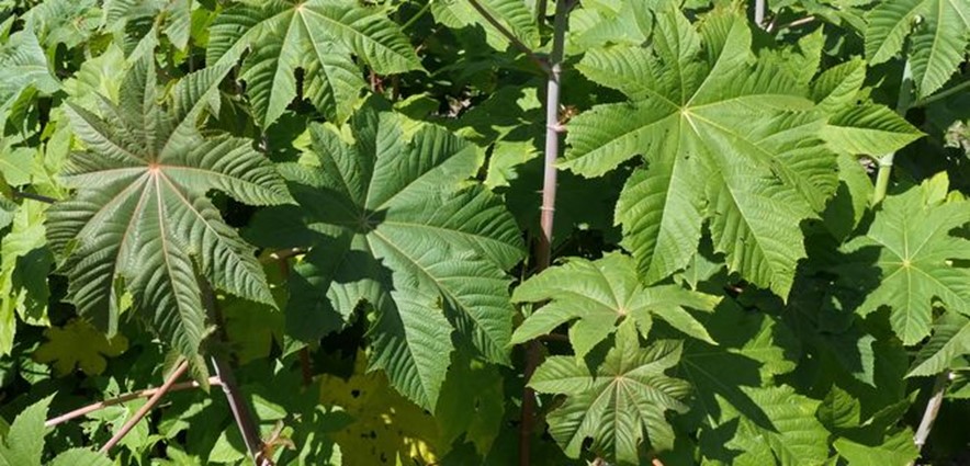 Ricinus Communis 1