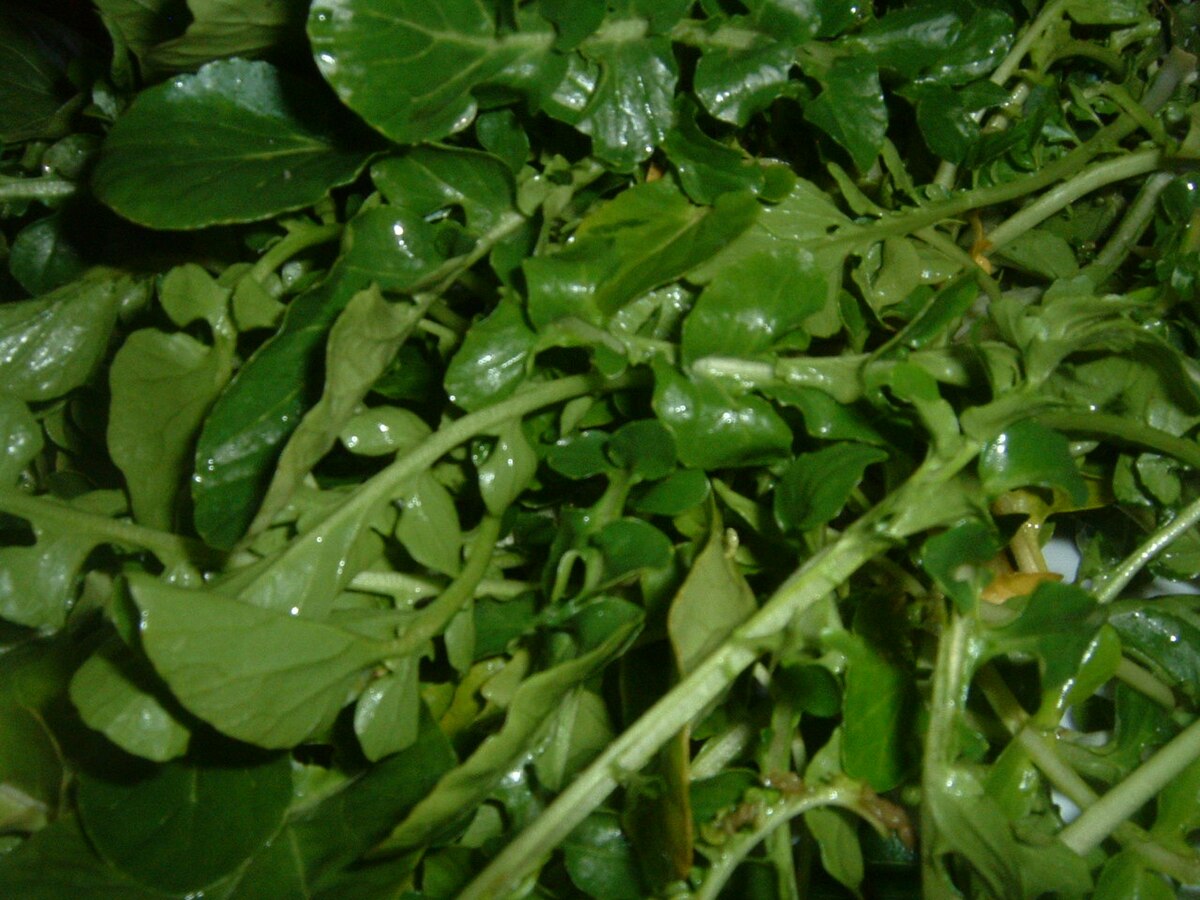 Watercress 2