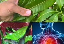 18 Ways Mango Leaves Can Boost Your Health and Wellness