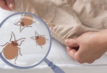 Bed Bug Blog Graphic 1