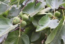 Harnessing the Power of Fig Leaves 1