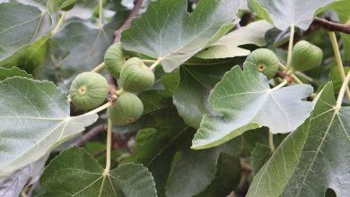 Harnessing the Power of Fig Leaves 1