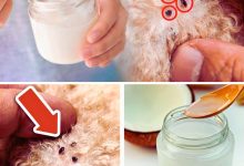 How to Use Coconut Oil to Treat Fleas and Skin Issues for Dogs