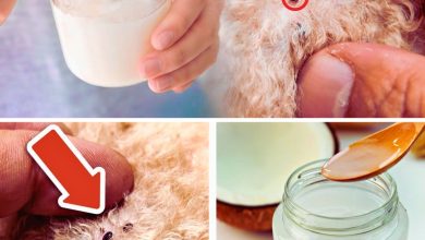 How to Use Coconut Oil to Treat Fleas and Skin Issues for Dogs