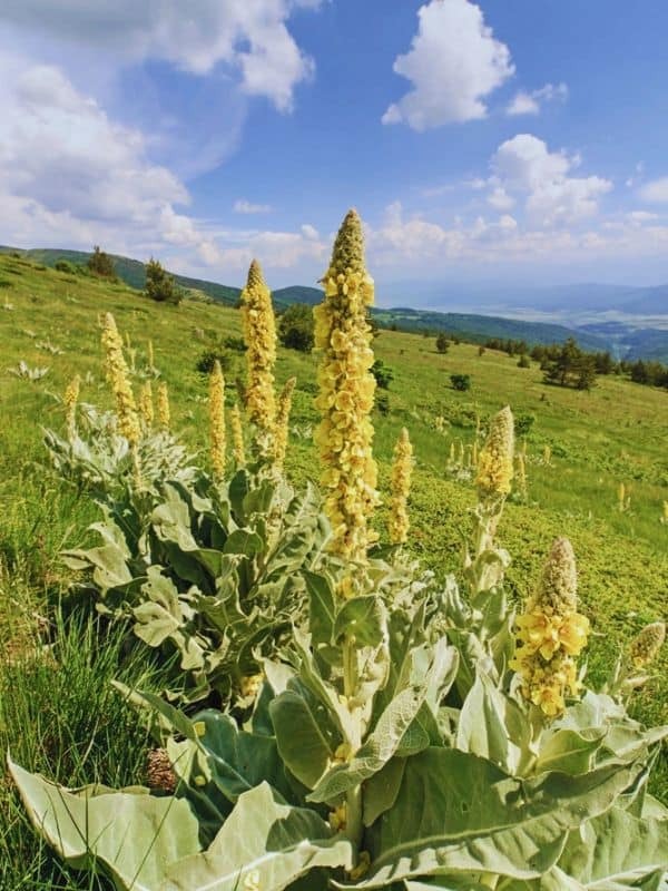 Mullein 1