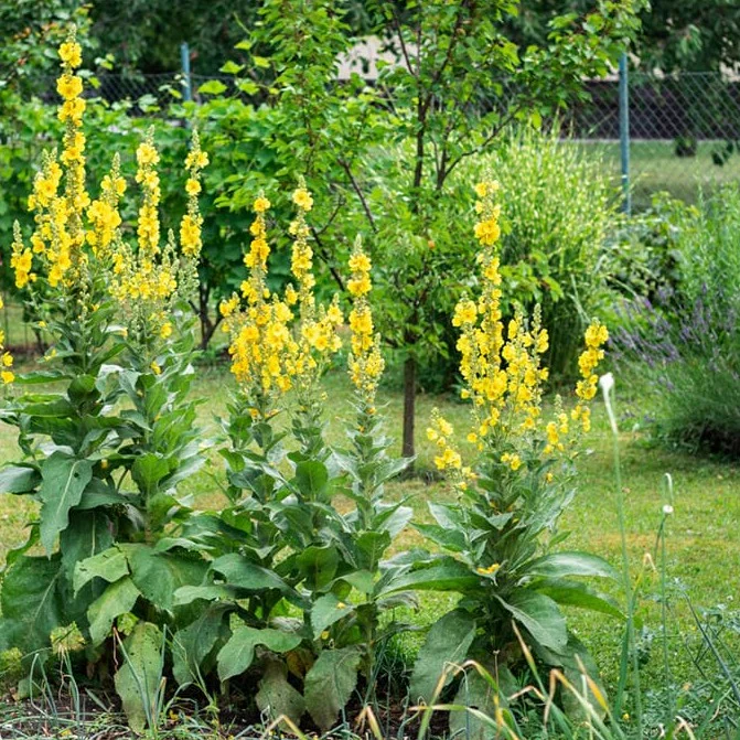 Mullein copy