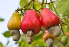 People online cant get over the knowledge of how CASHEWS grow 1