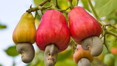 People online cant get over the knowledge of how CASHEWS grow 1