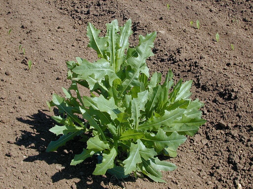 Prickly Lettuce