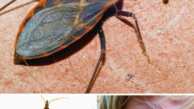 Unwanted Summertime Guests The Rise of Kissing Bugs scaled 1