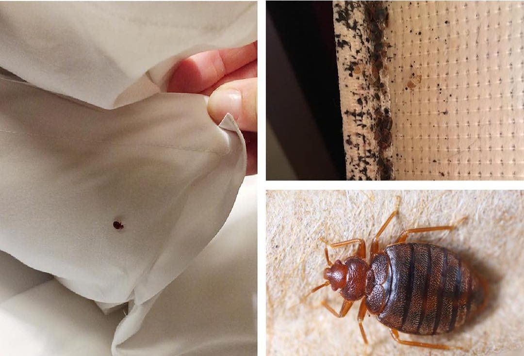 Using Diatomaceous Earth and Cloves Against Bed Bugs and More1 e1739163184904