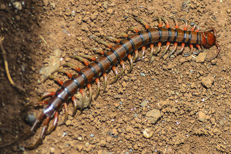 centipede on trail e1628006000338