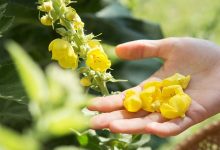 mulletin tea flower picking gard